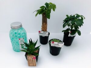 お家時間で癒しを ダイソーで購入できる観葉植物