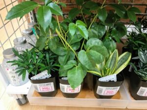 ダイソーで買える 観葉植物 の商品紹介 どんな種類がある 価格は